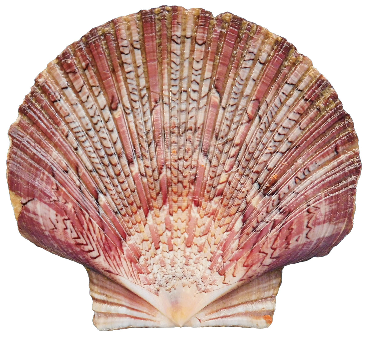 A fan-shaped shell with red and white coloring