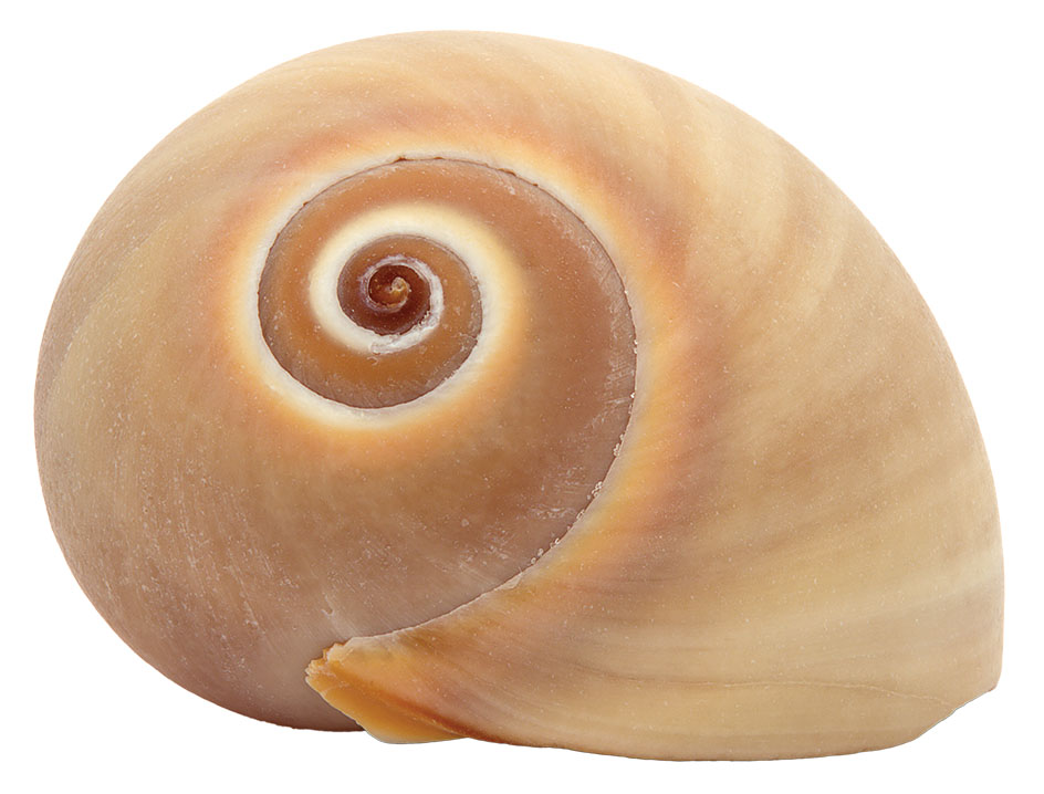 A spiral-shaped tan shell