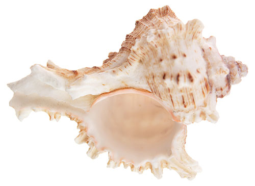 A spiny white shell