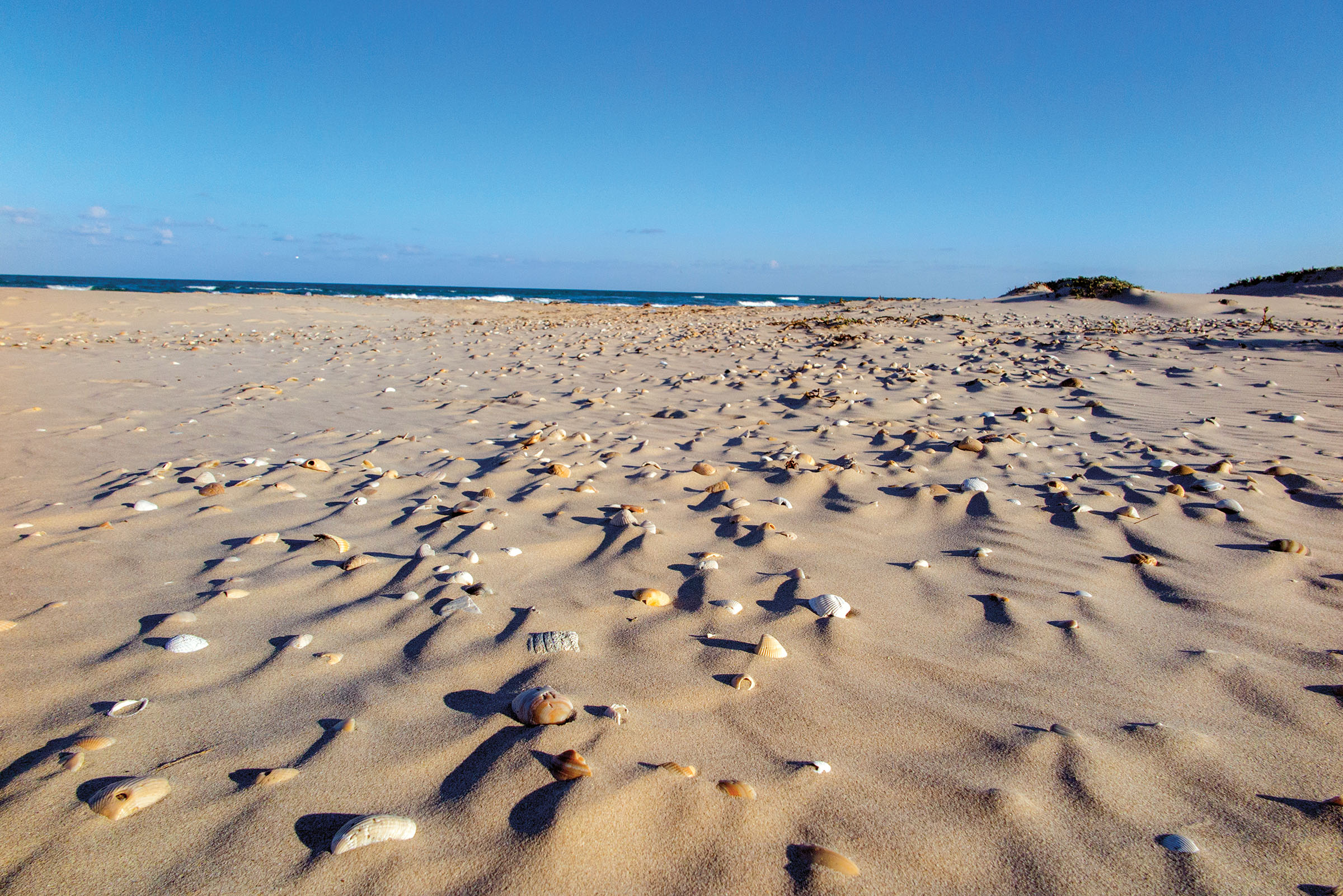 A wide beach with seashells under blue sky