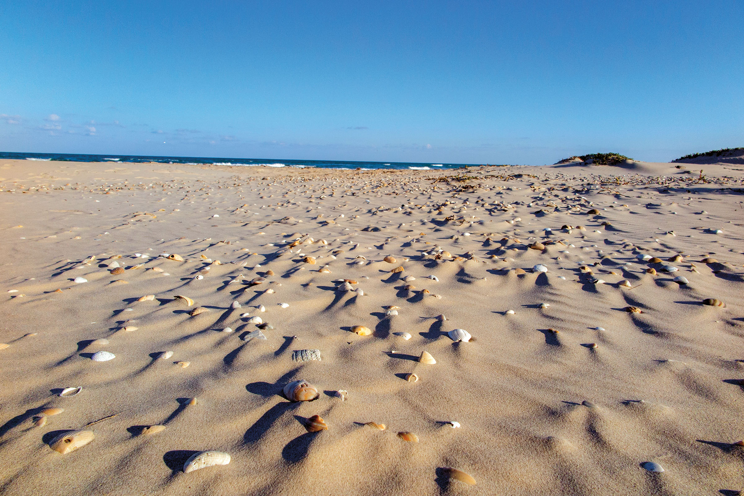 Large Natural Sea Shells Perfect For Beach, Fishing, And Home