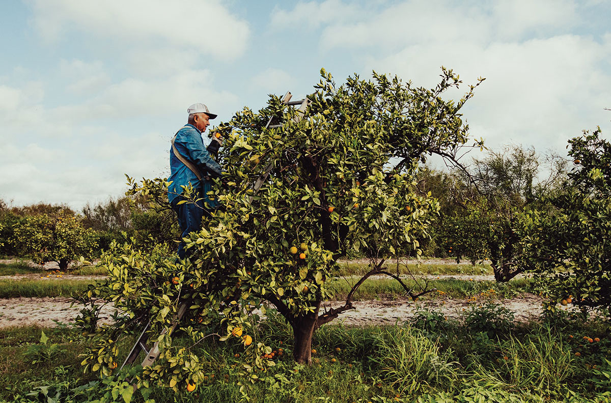 A citrus farmer stands on a ladder inside of a green tree, with branches weighted down with large oranges