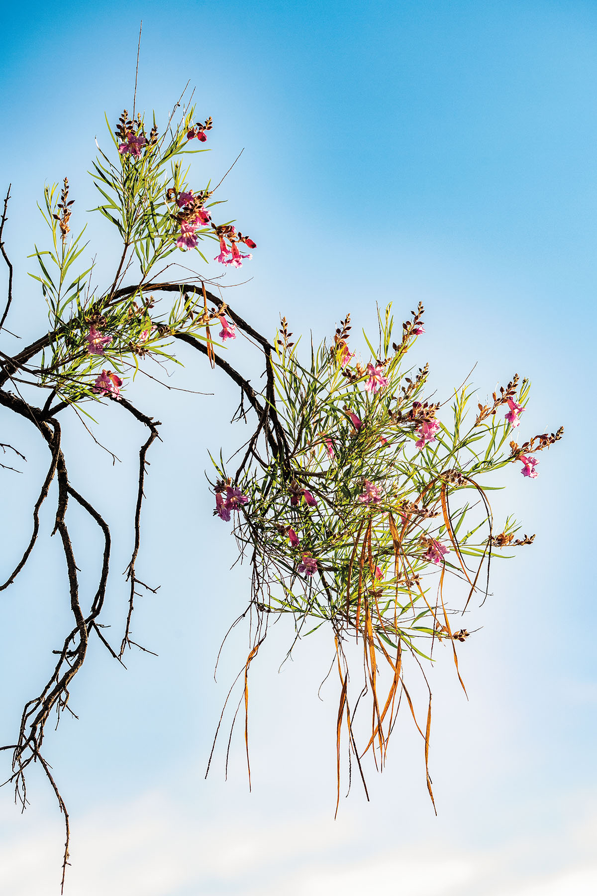 Bright pink flowers adorn a green plant in front of a bright blue background