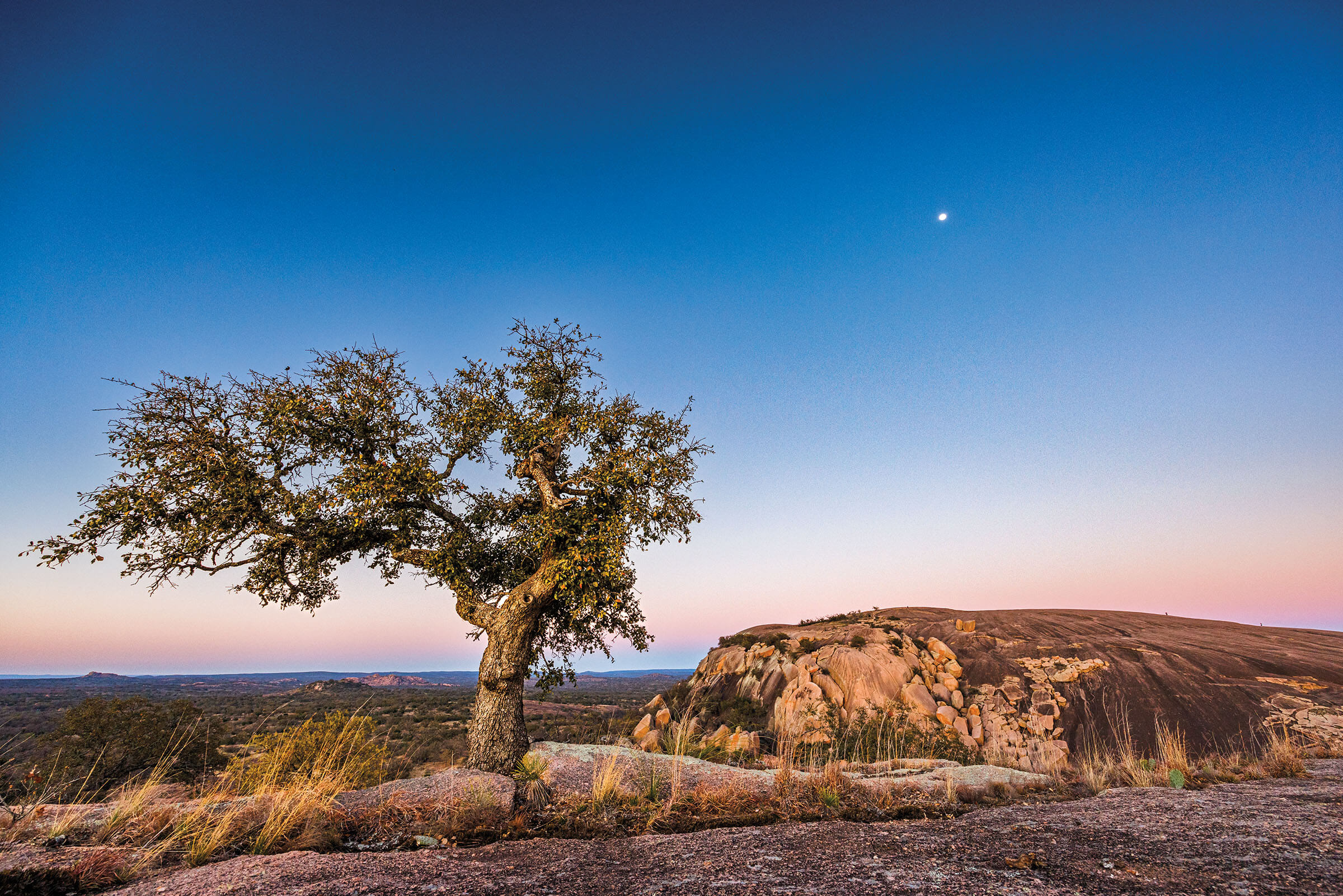 A lone tree stands on a reddish-colored rock beneath the moonlight