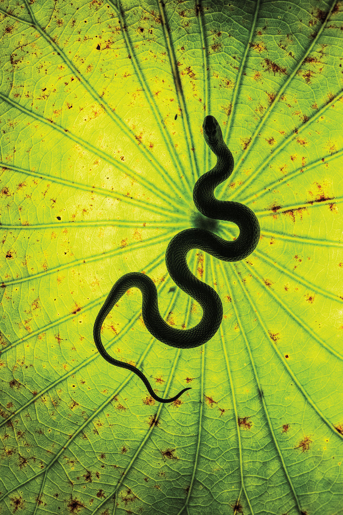 A snake is seen slithering across a bright green lily pad. The photograph is backlit leaving a green leaf and silhouette of a snake.