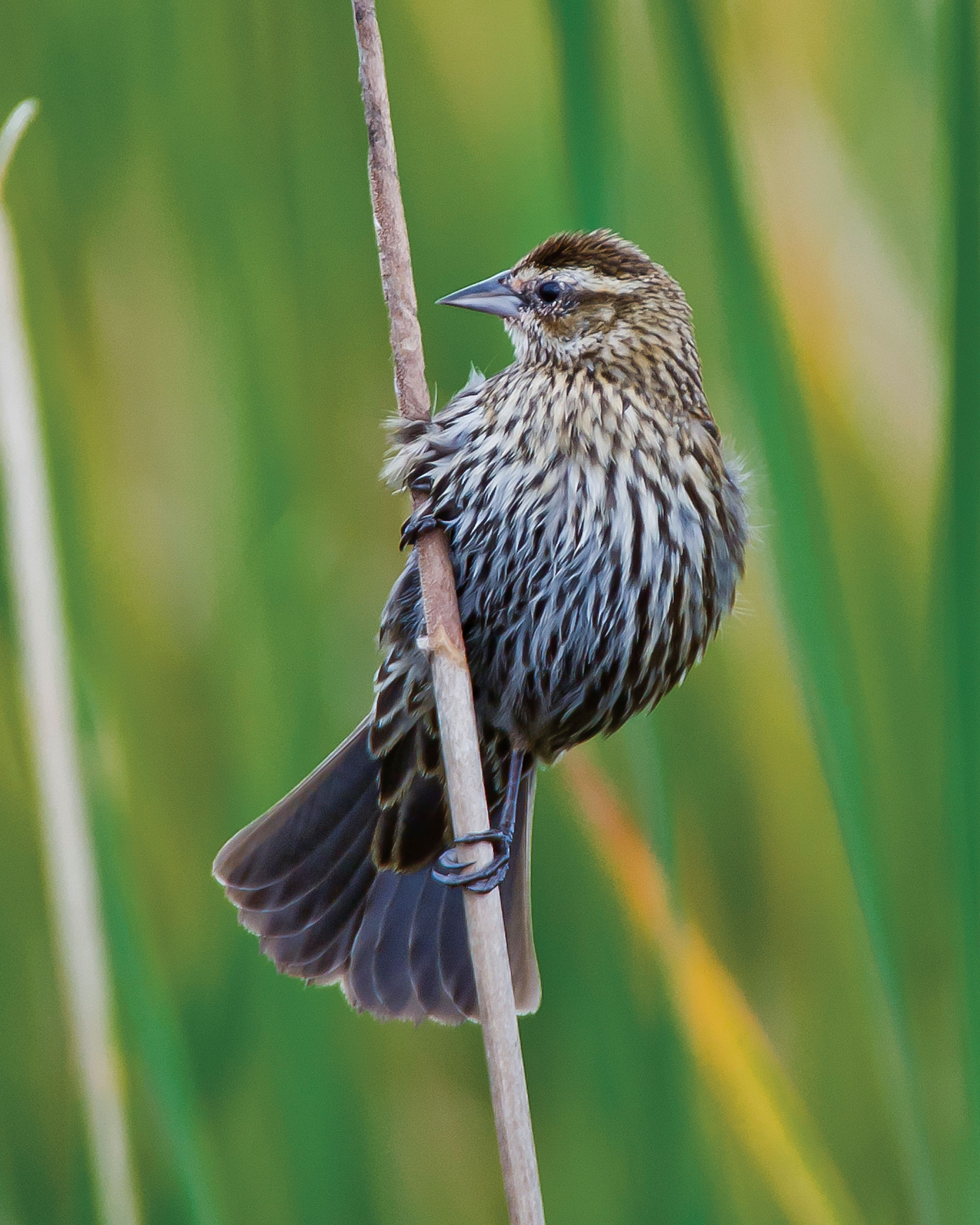 A small speckled bird clings to a branch.