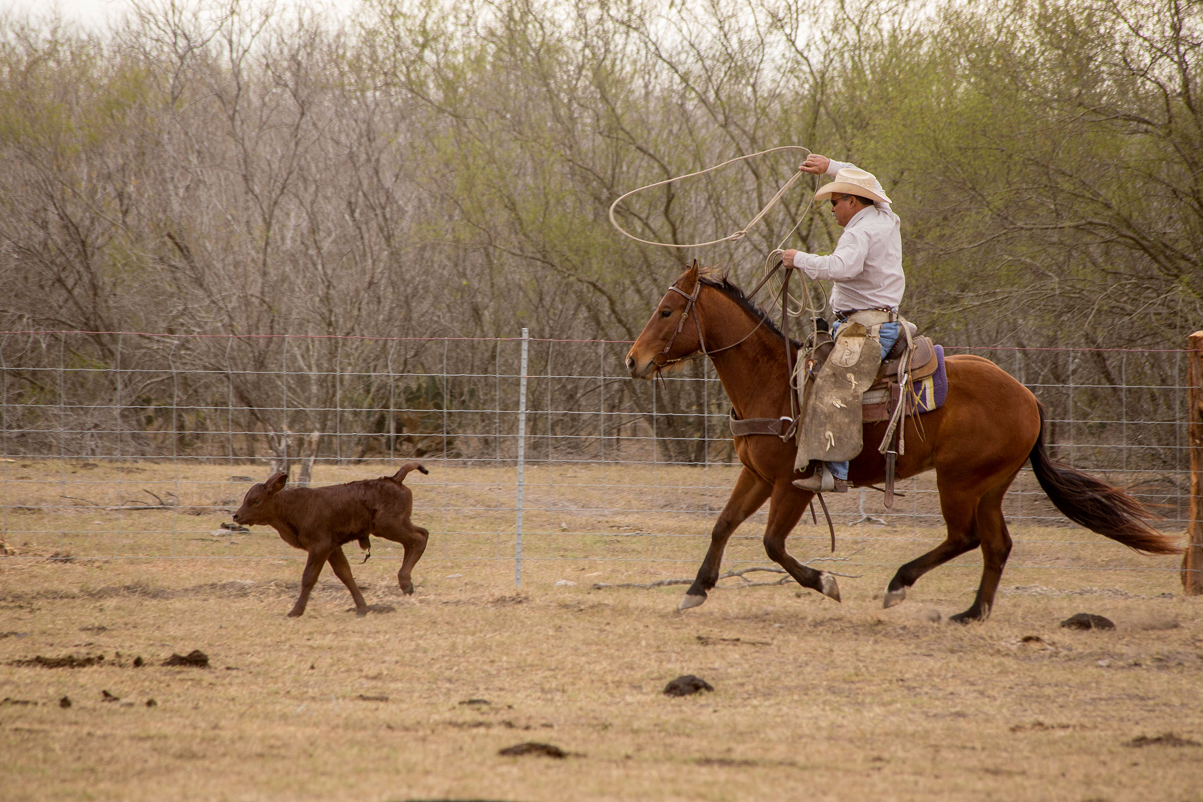 A cowboy on a horse lassos a calf on a dirt field.