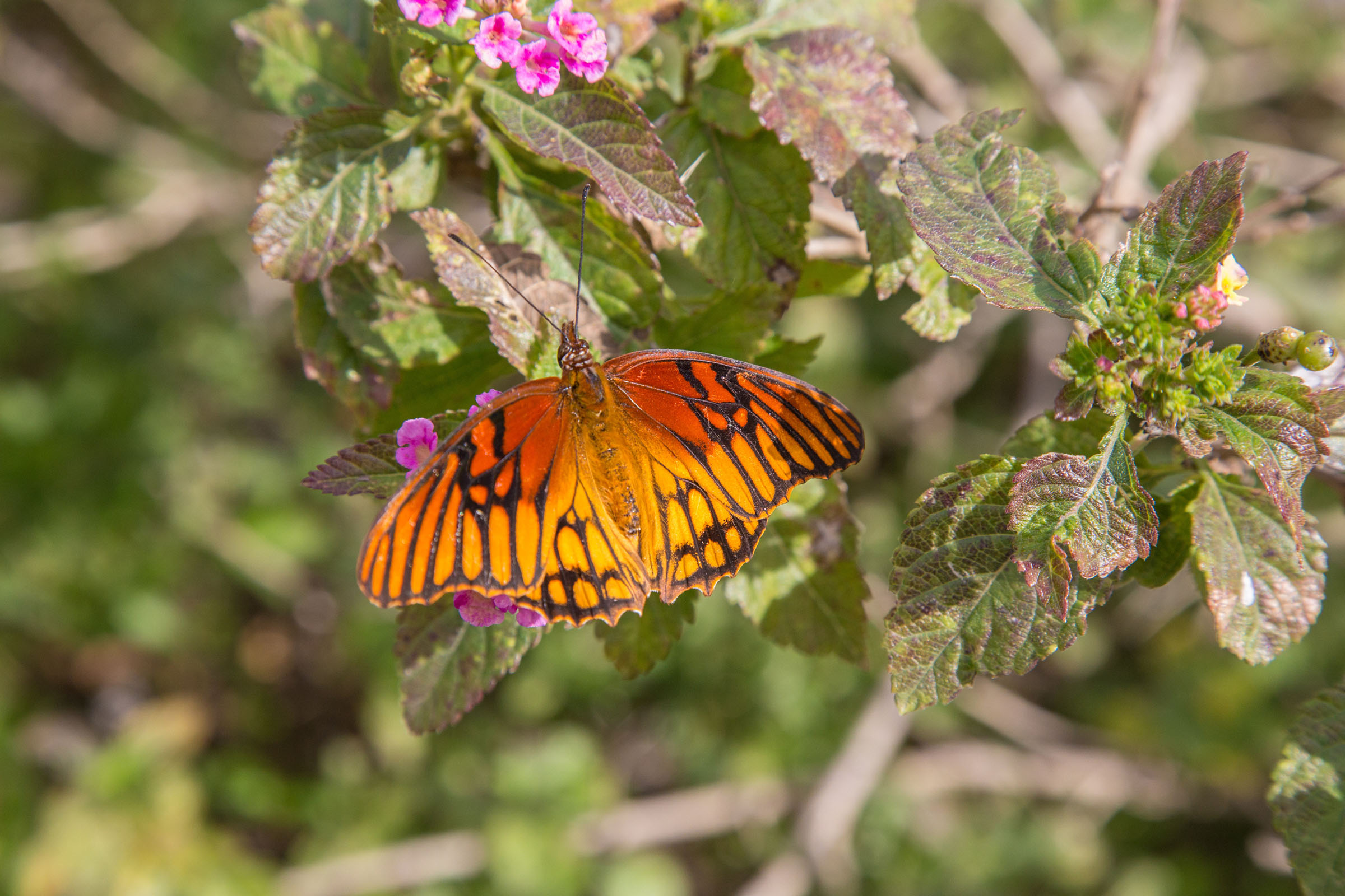 A red and orange butterfly perched on top of a pink flower.
