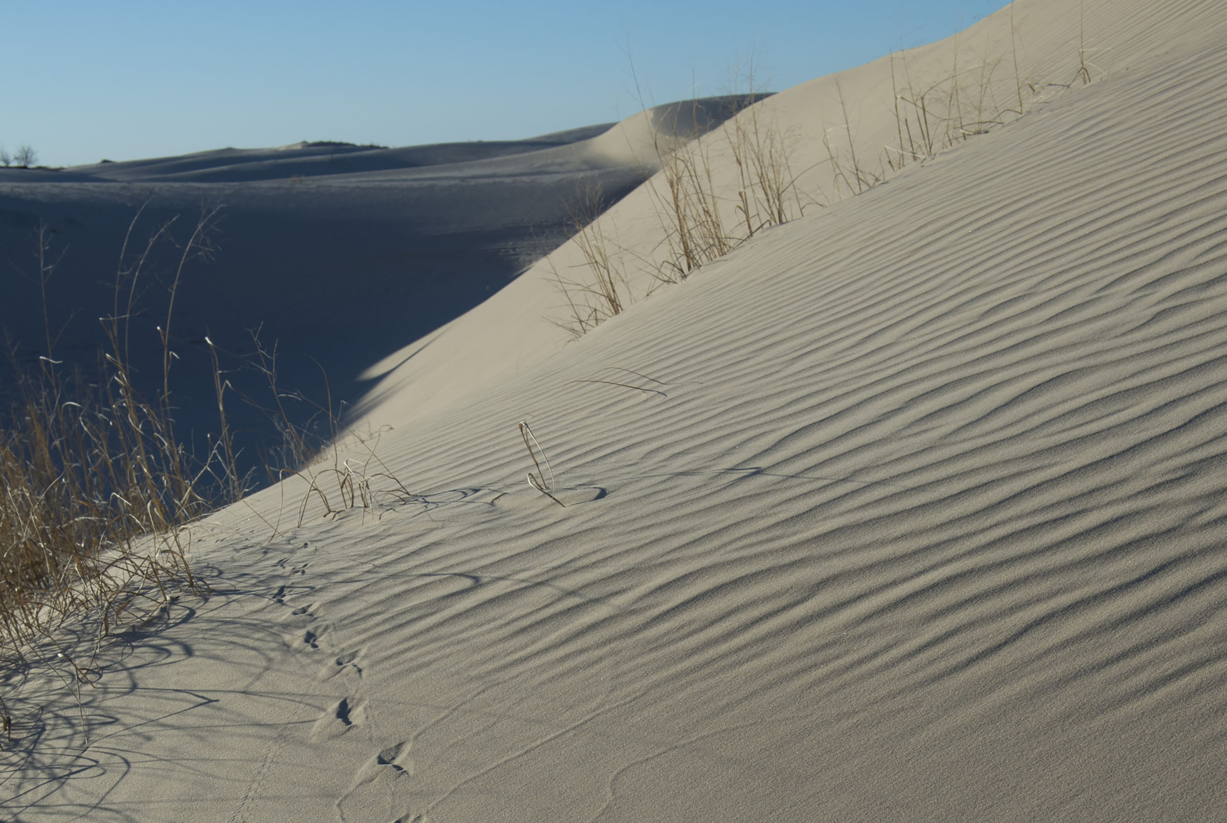 A large sand dune is partially covered in a shadow and small shrub grass