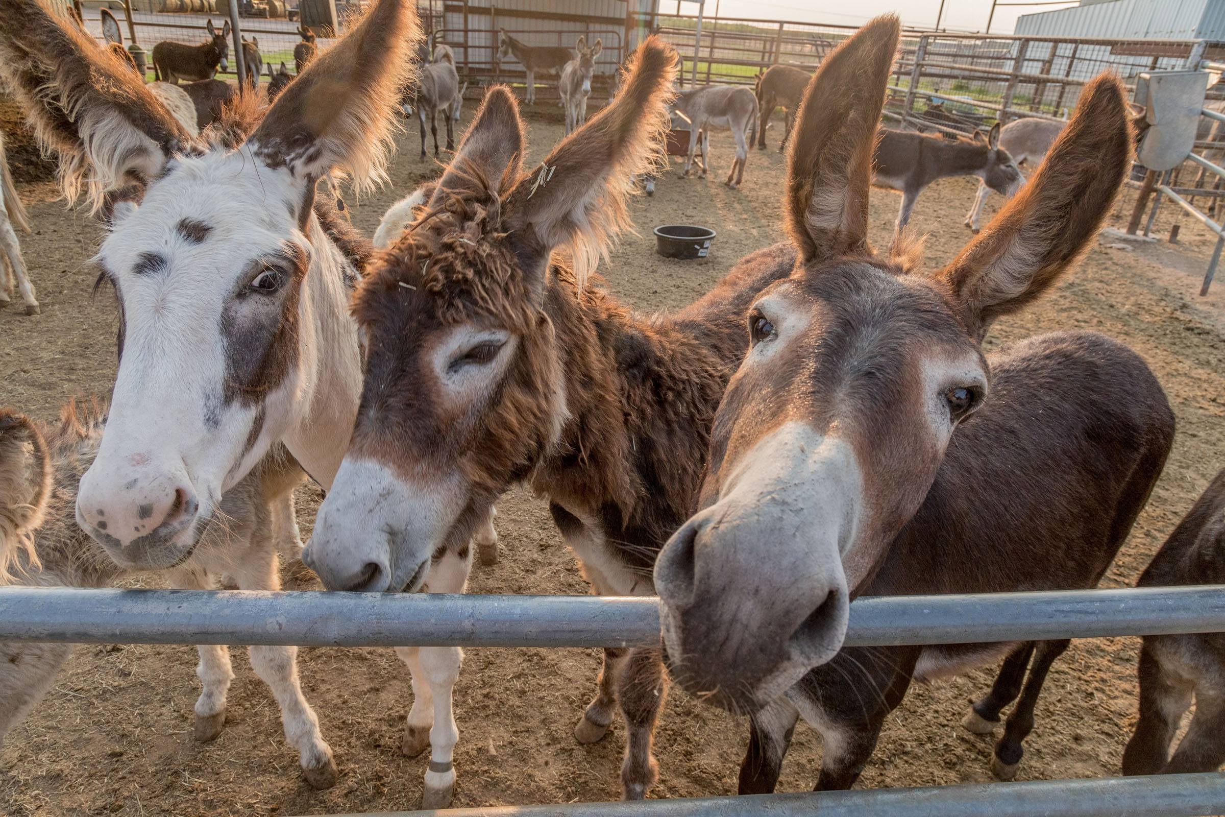 Three donkeys stand in dirt and push their muzzles towards the camera lens.