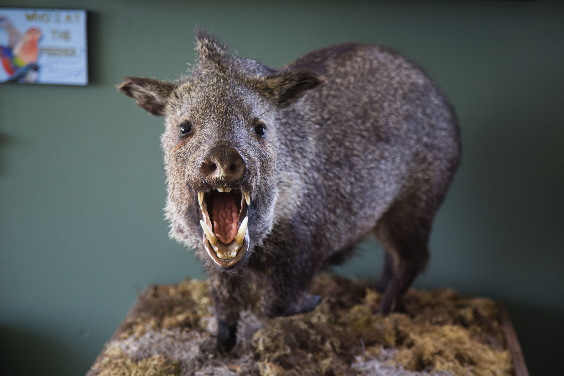 A taxidermy javelina opens its mouth towards the camera.