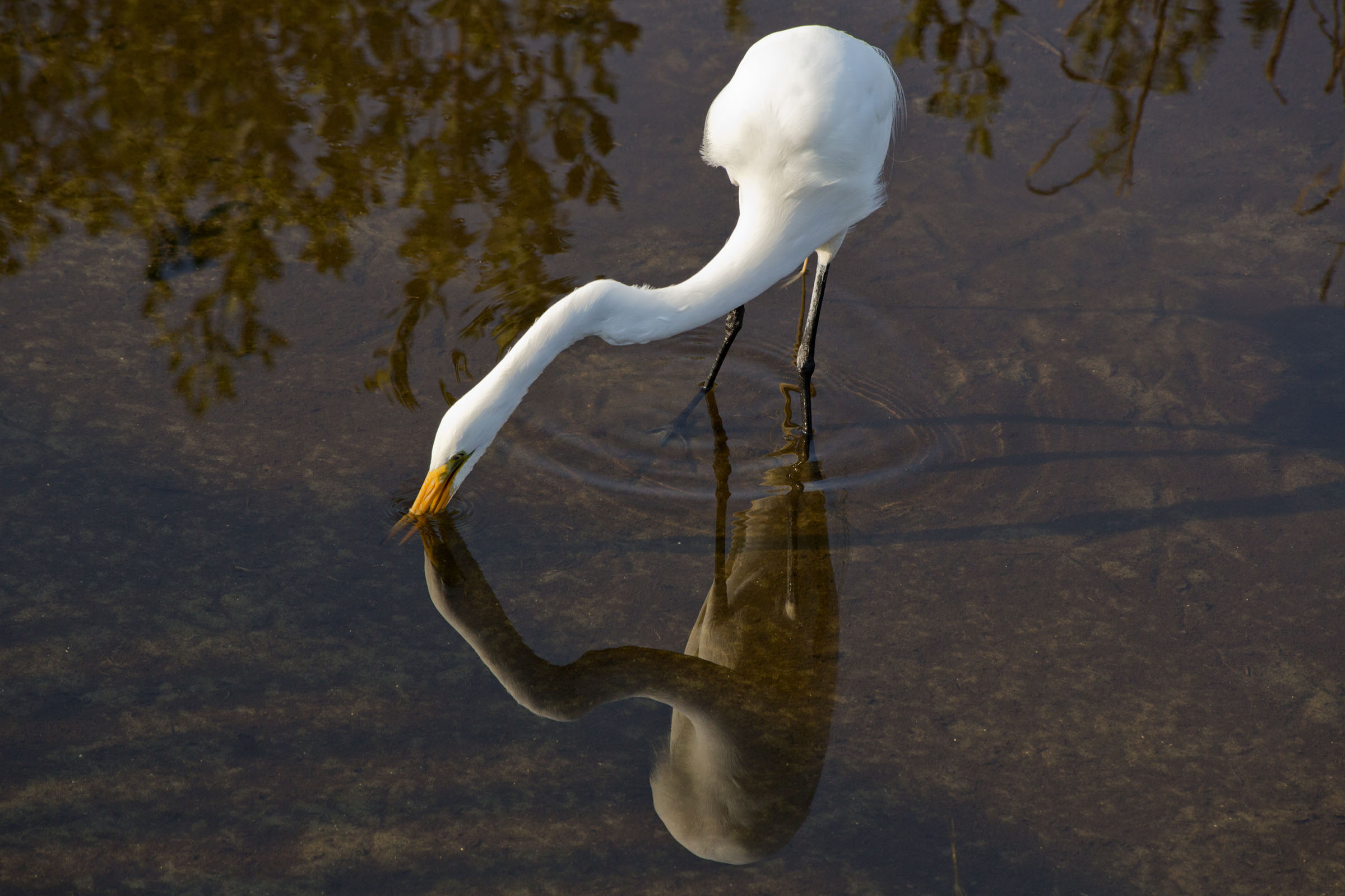 A white bird drinks from a pool of water