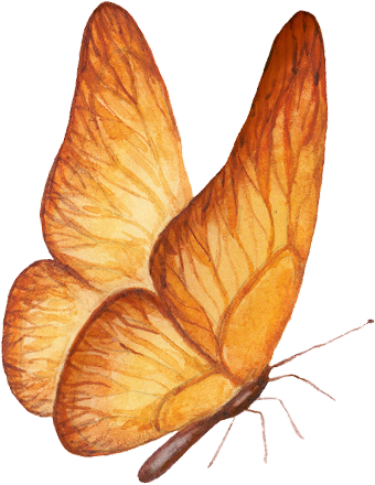 An illustration of an orange butterfly