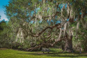 Recovering Lost Memories at Brazos Bend State Park