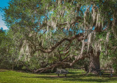 Recovering Lost Memories at Brazos Bend State Park