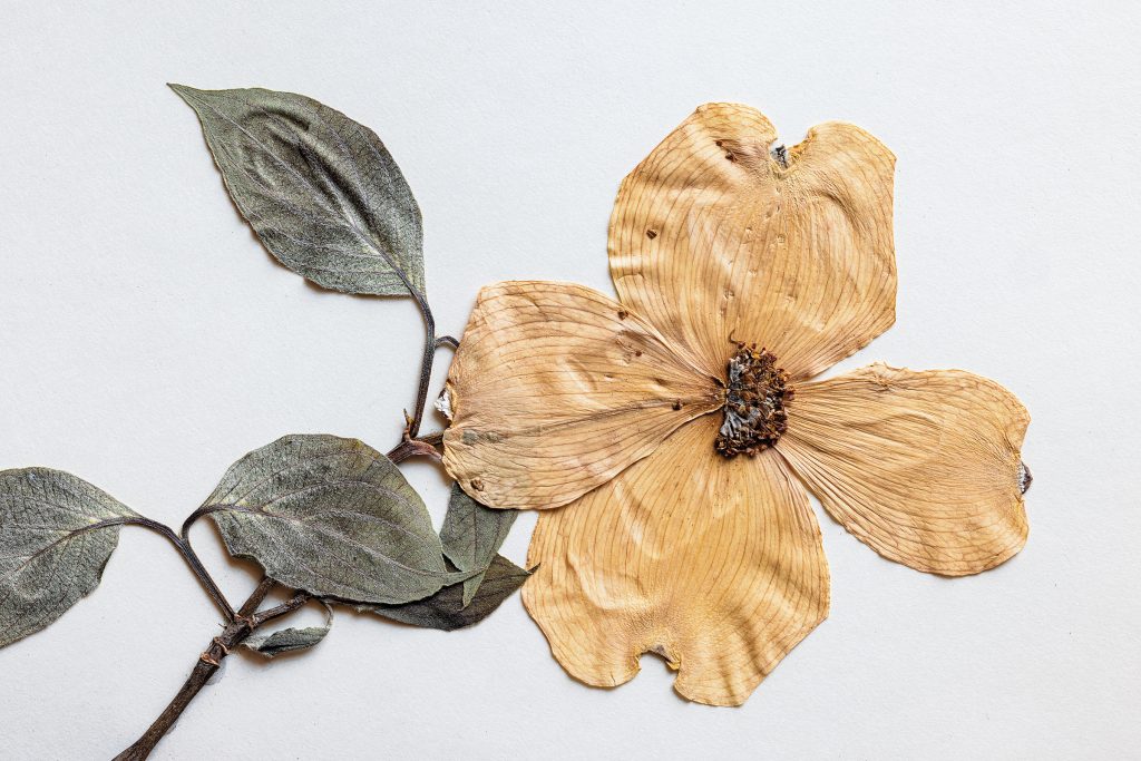 Preserving Texas’ History Through Its Native Flowers