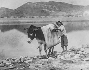 A young person holds a bucket next to a burro wearing a large saddle