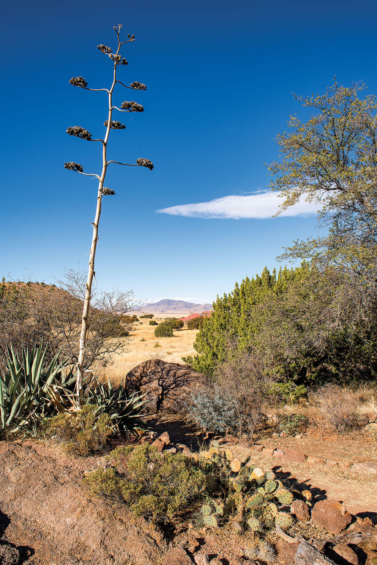A tall Century Plant reaches for the sky from the desert floor in front of blue sky