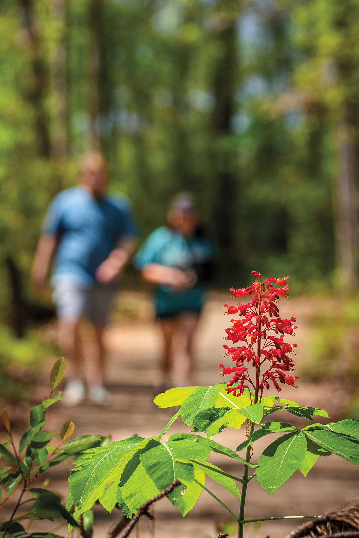 A lone red flower with a long green stem is in the foreground, people walk on a trail in a wooded area in the background