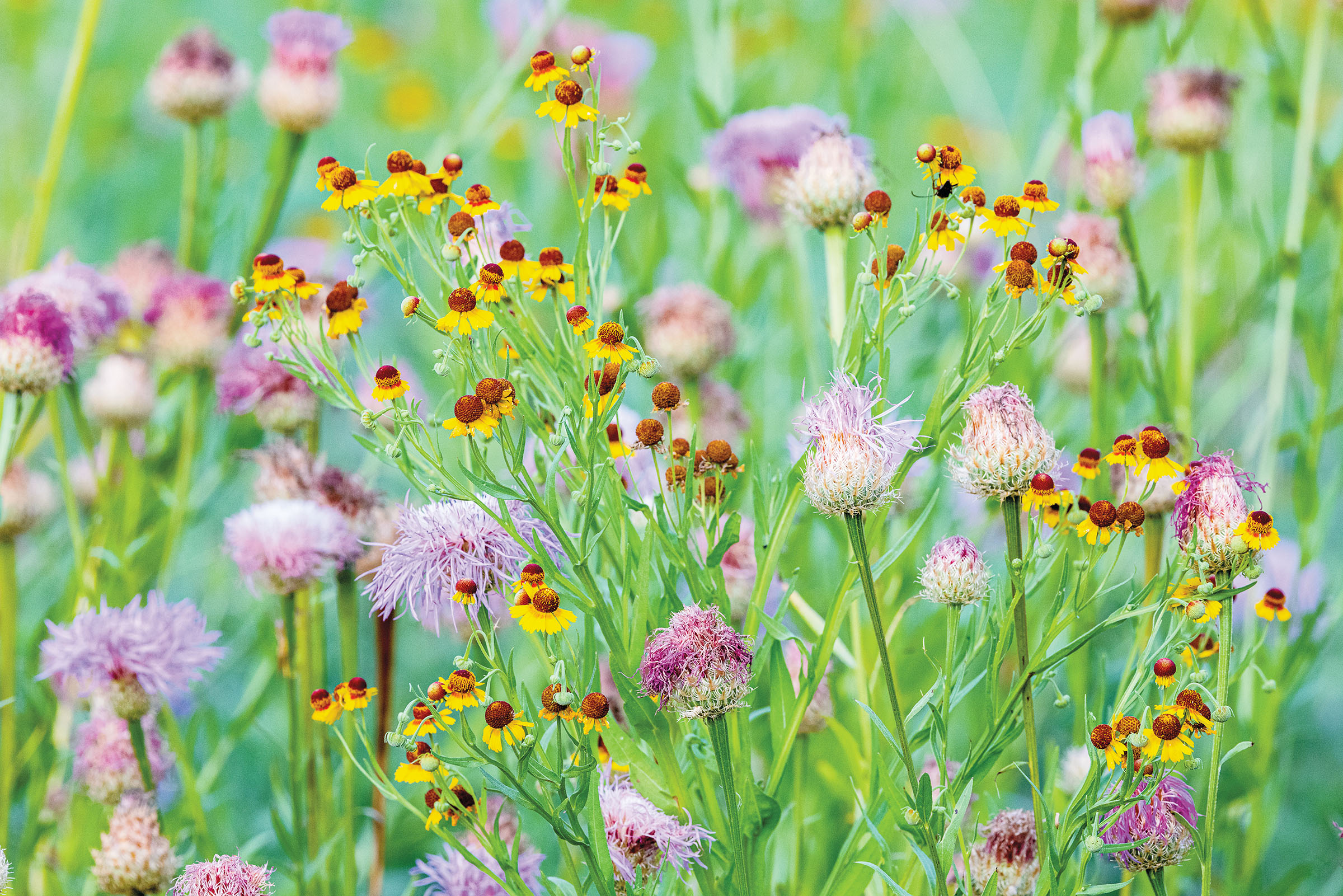 A collection of pink, yellow and red wildflowers in a field with green grass