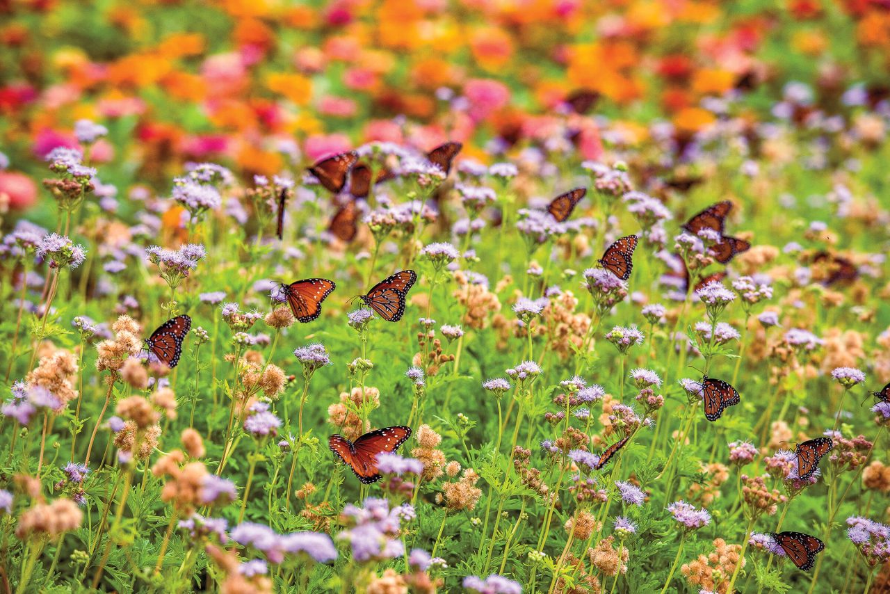 A scenic view of Texas wildflowers