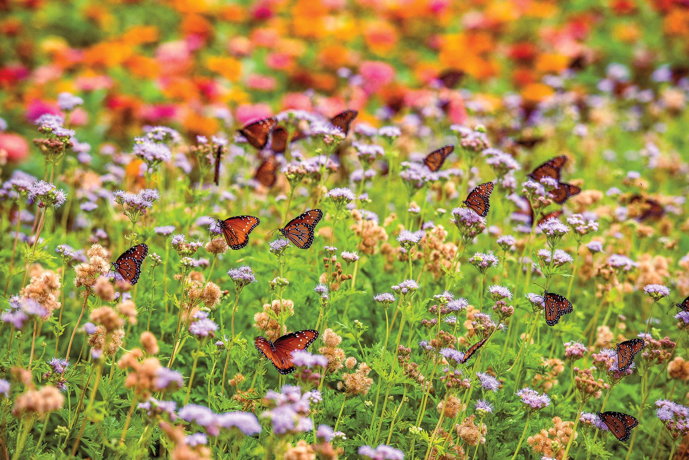 Numerous Monarch butterflies fly through bright green, yellow, and orange flowers