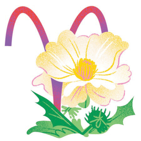 An illustration of a white flower and aries zodiac sign