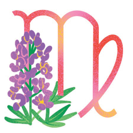 An illustration of a purple flower and virgo zodiac sign