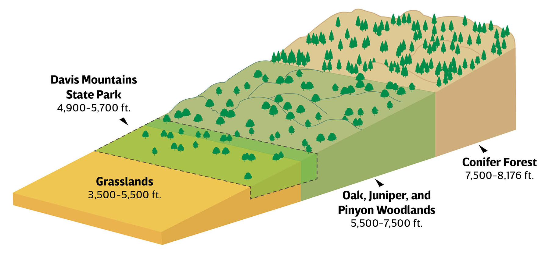 A diagram showing the elevation of the Davis Mountains and the unique ecosystem there