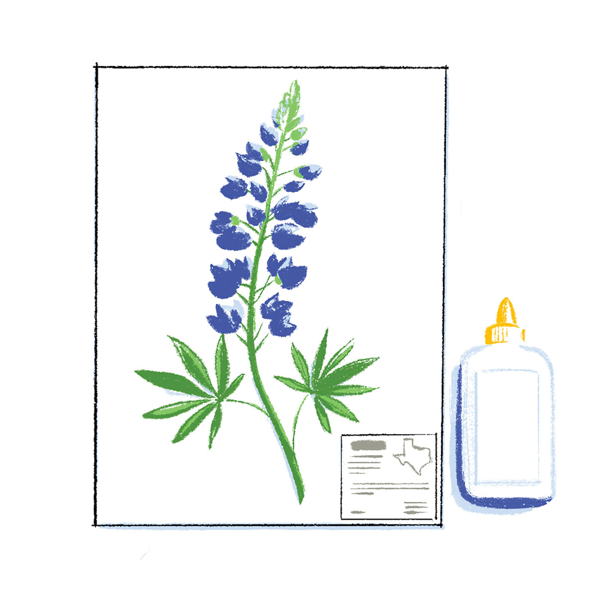 An illustration of a pressed bluebonnet next to a bottle of glue