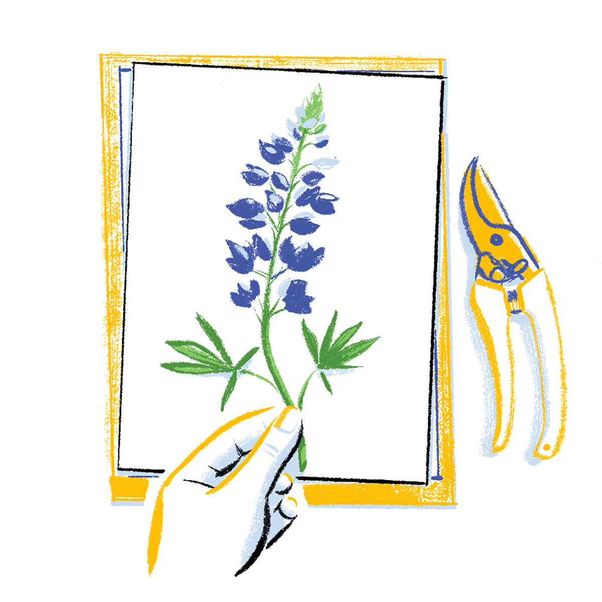 An illustration of a person laying a bluebonnet on a piece of paper