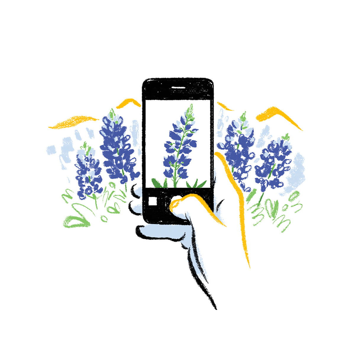 An illustration of a person photographing a bluebonnet with a phone