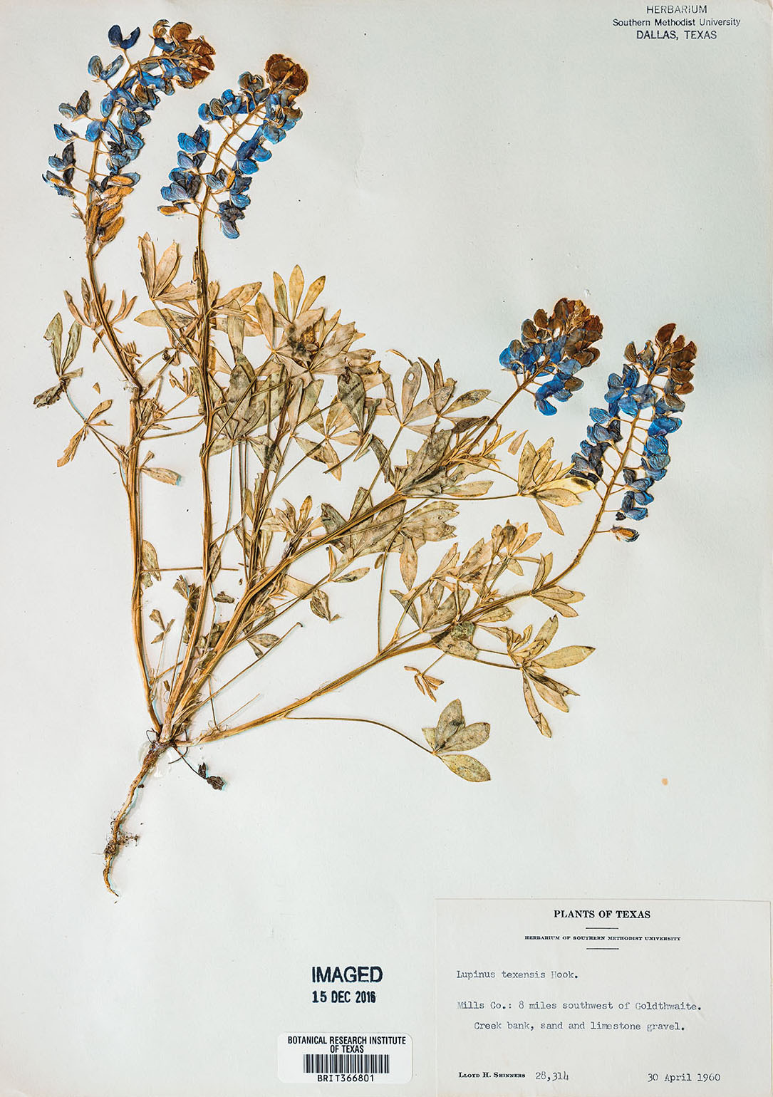 An image of a pressed bluebonnet on greyish paper