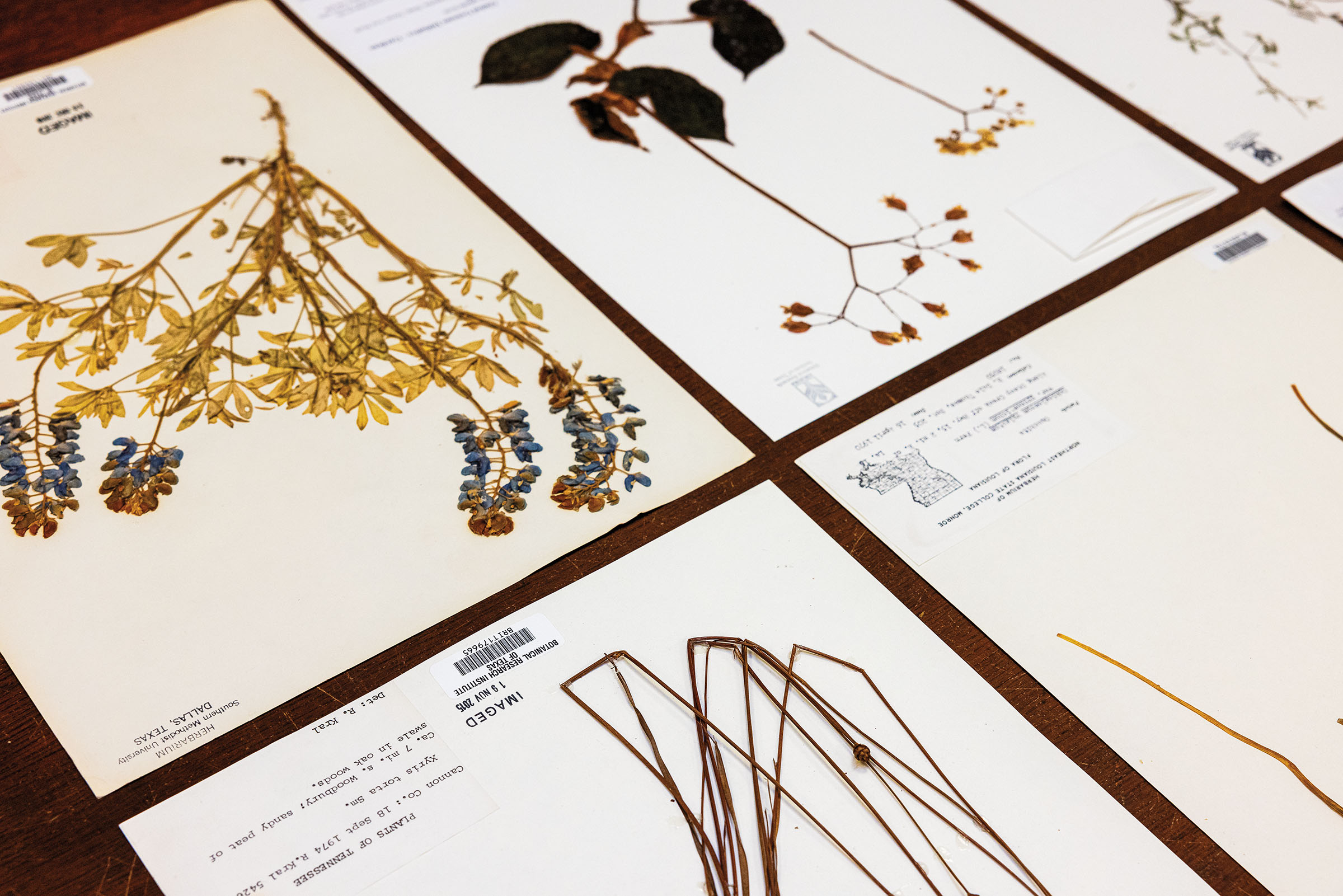 A collection of pressed flowers on white paper laid out on a tbale