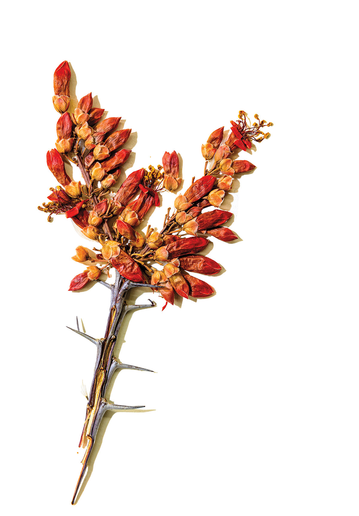 A bright red dried pressed flower on a white background