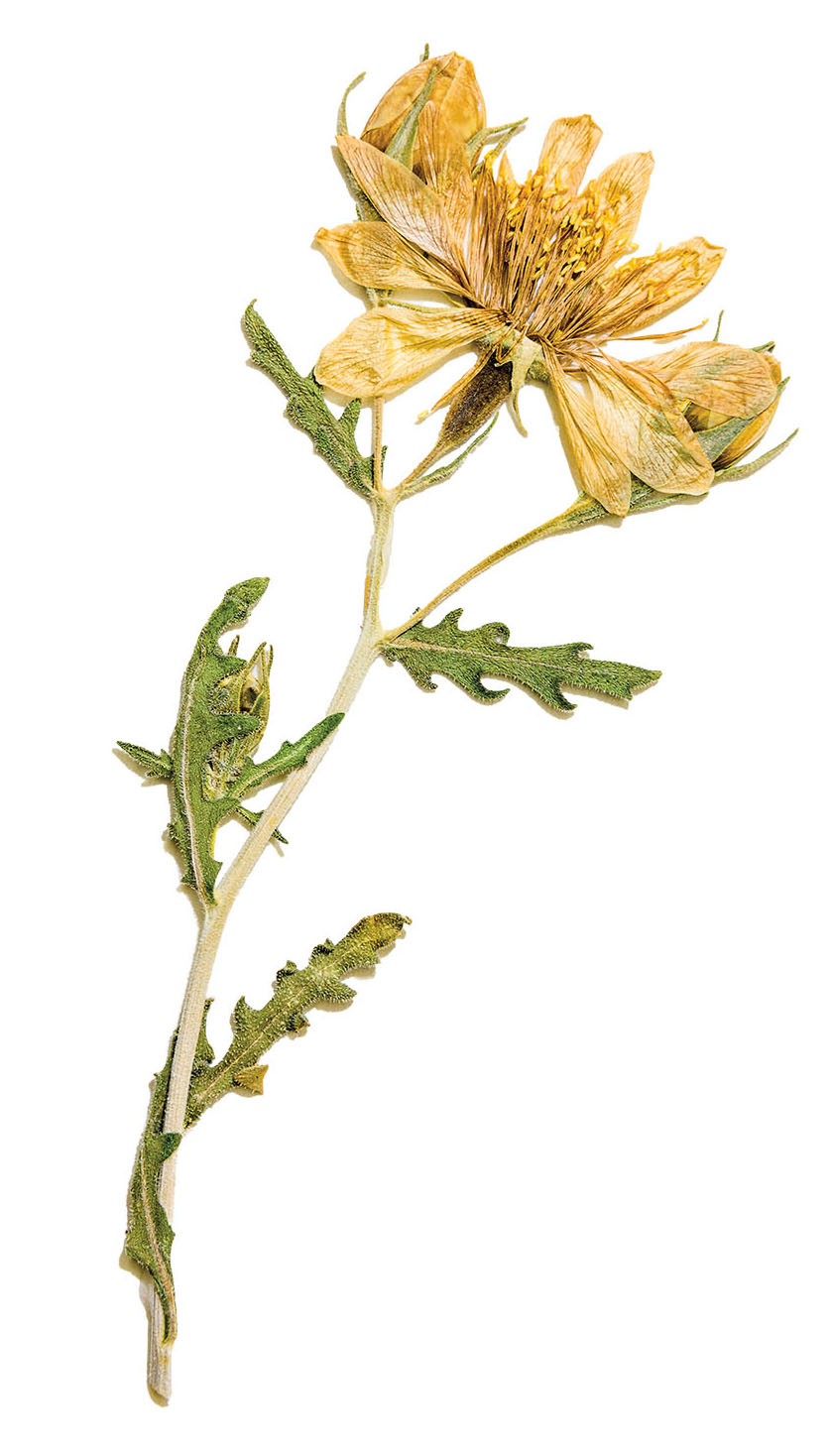 A yellow flower with a long stem and green leaves on a white background