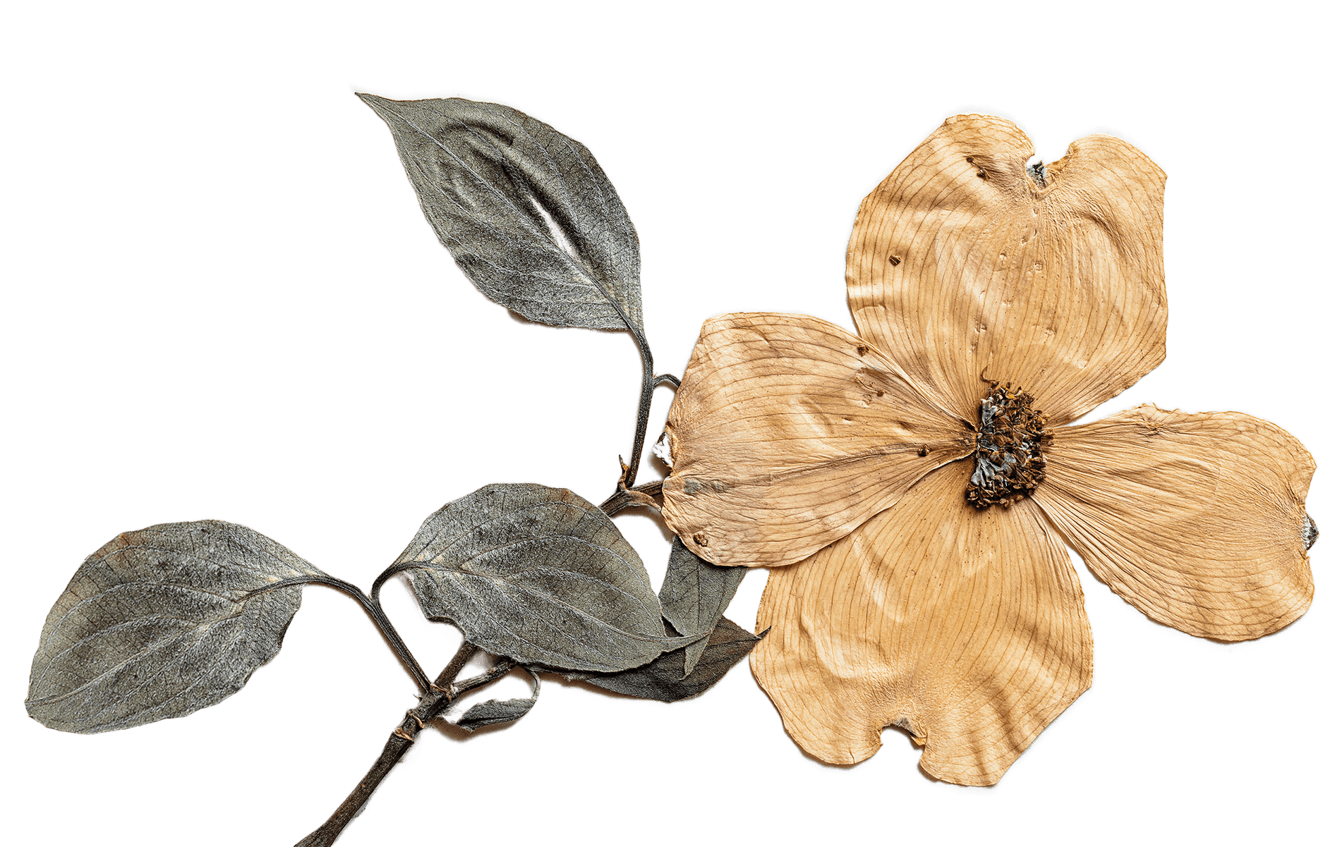 A photo of a yellow and green pressed flower on a gray lightbox background