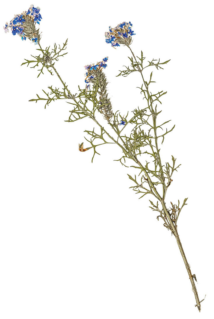 A tall pressed flower with green leaves and blue flowers