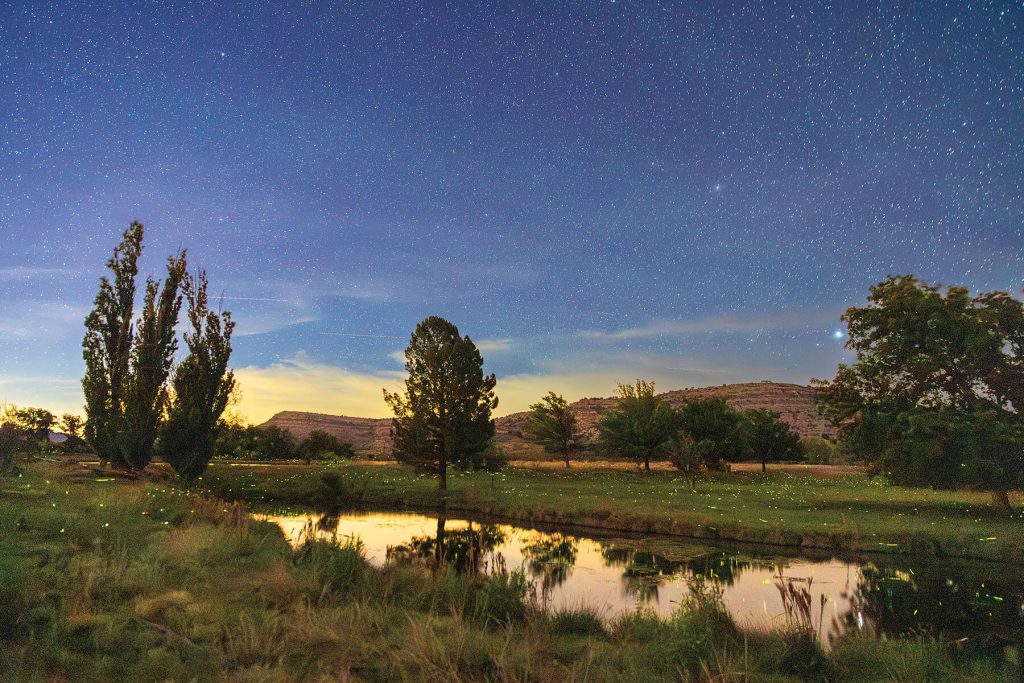 Fireflies Set Independence Creek Preserve Aglow