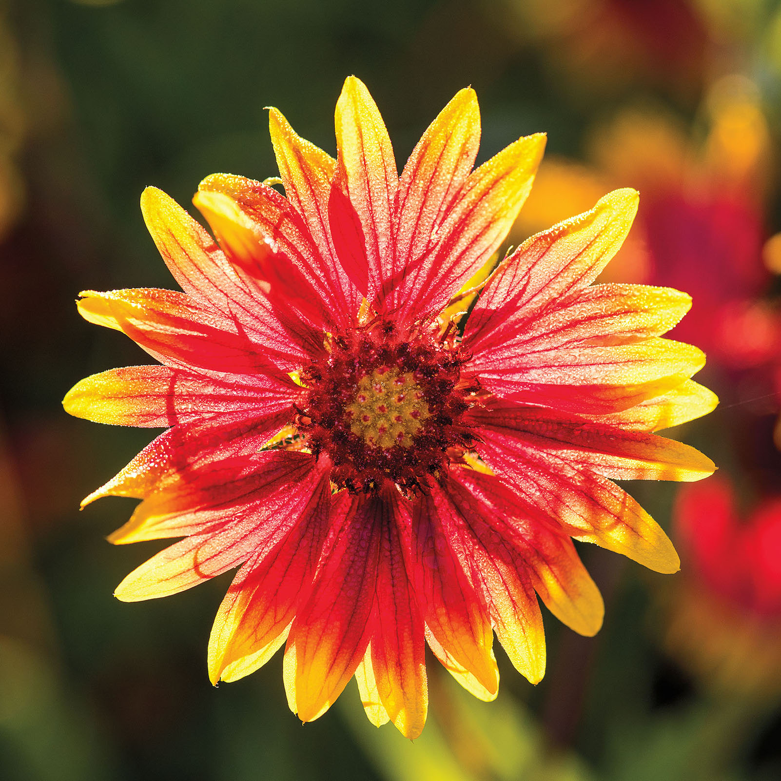 A bright red, orange, and yellow wildflower on a green background