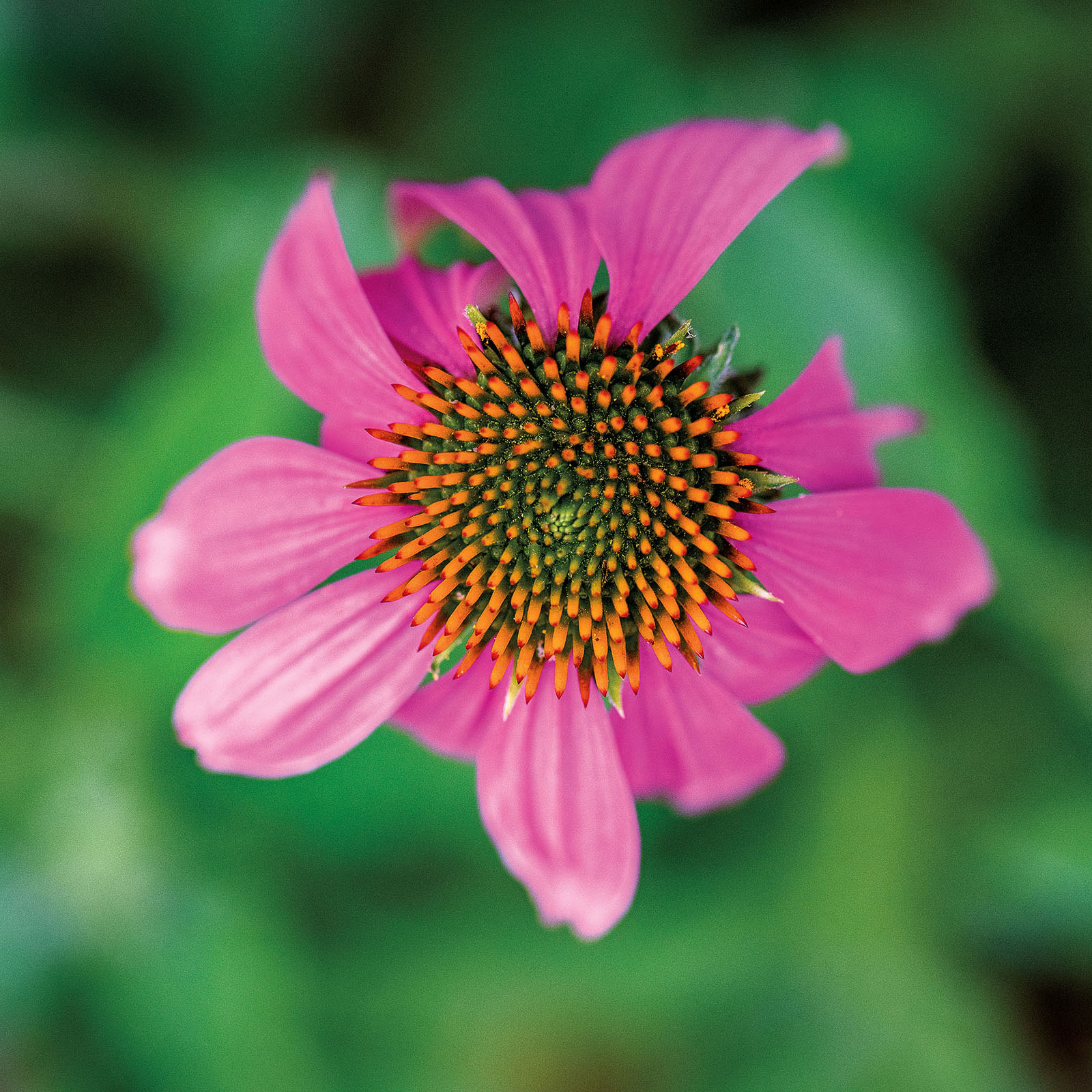 A bright pink flower with an orange spotted center on a green background