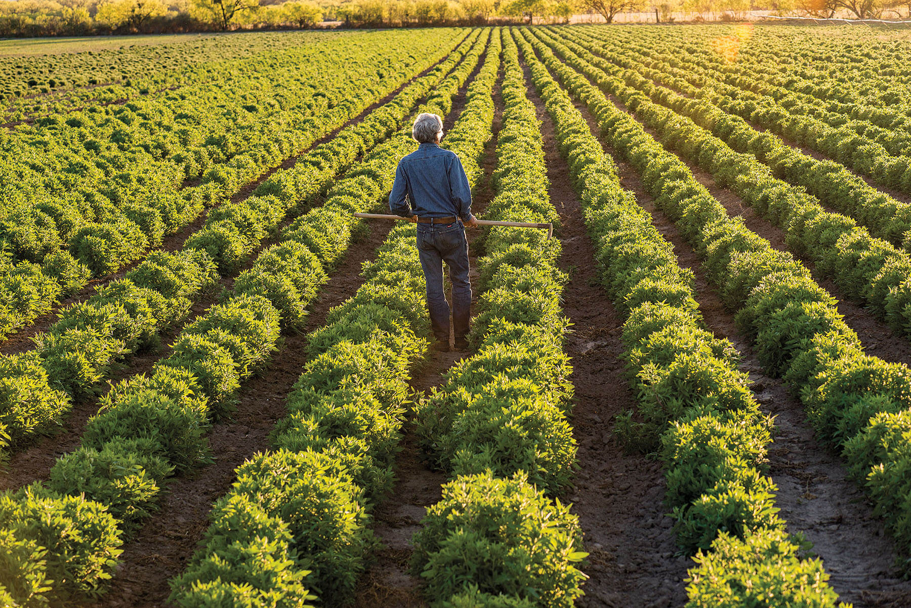 A person walks through large rows of plants in a golden sunlit setting
