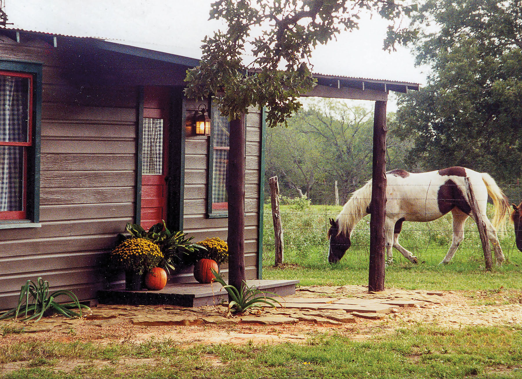 A horse grazes in a field next to a small brown cabin