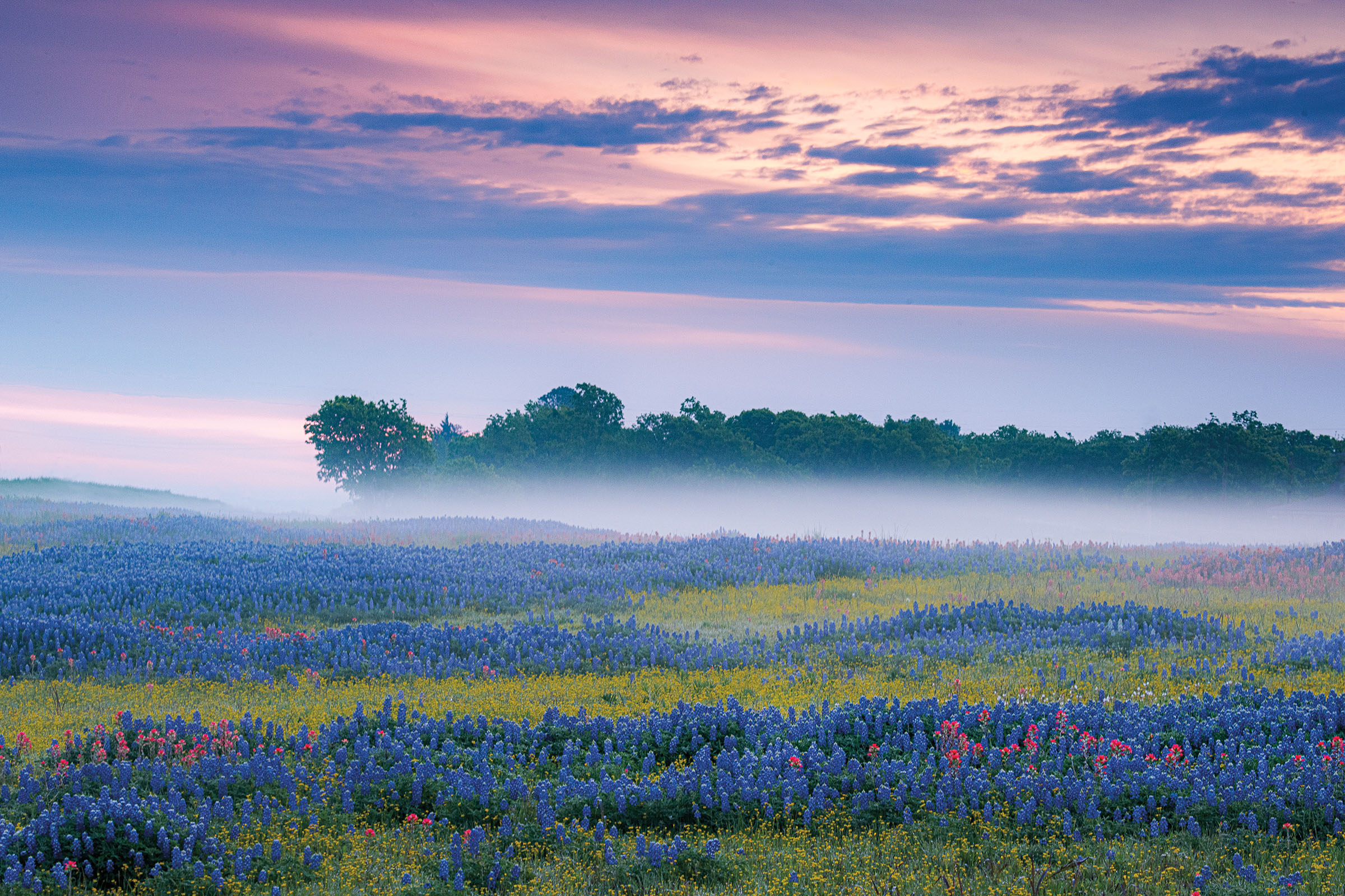 A large field of bluebonnets with a low cloud cover and pink sky above 