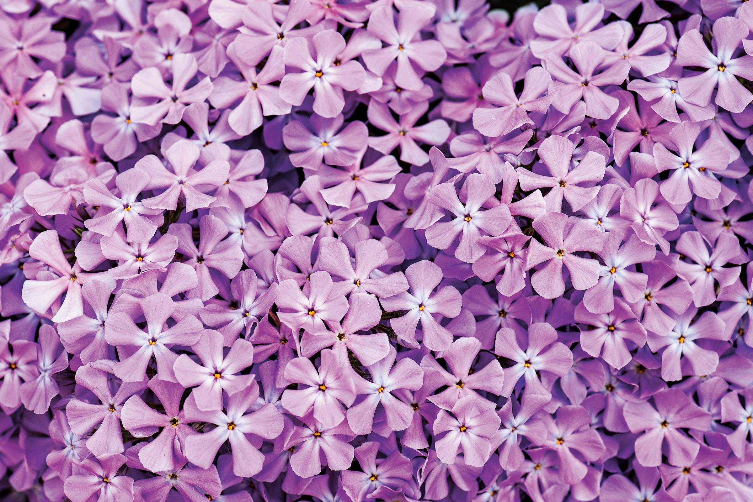 An overhead view of a large field of purple flowers