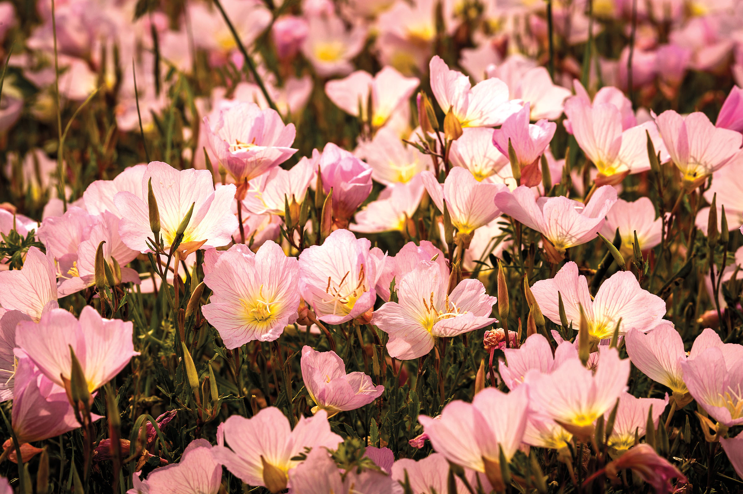 A collection of rosy-pink flowers in a field of green