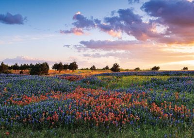 The Splendor of Texas Wildflowers on Full Display