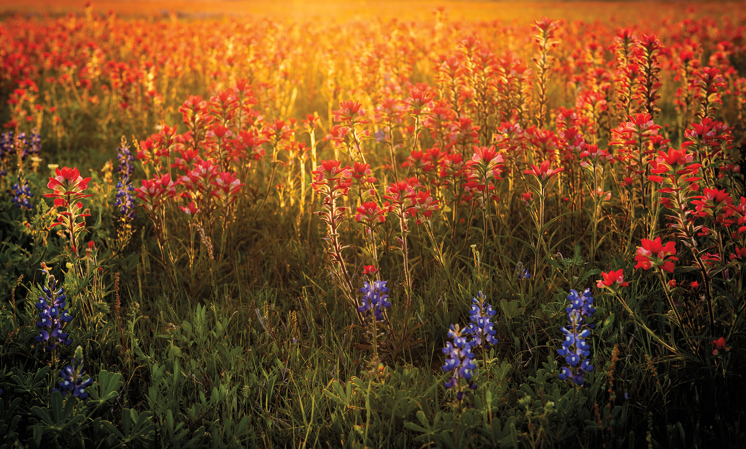 A wide photo of bright red flowers in a field with golden light