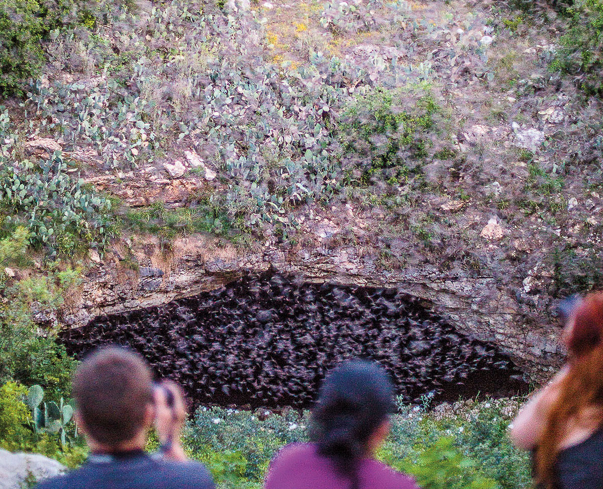 Three people observe as hundreds of small bats emerge from a grey stone cave