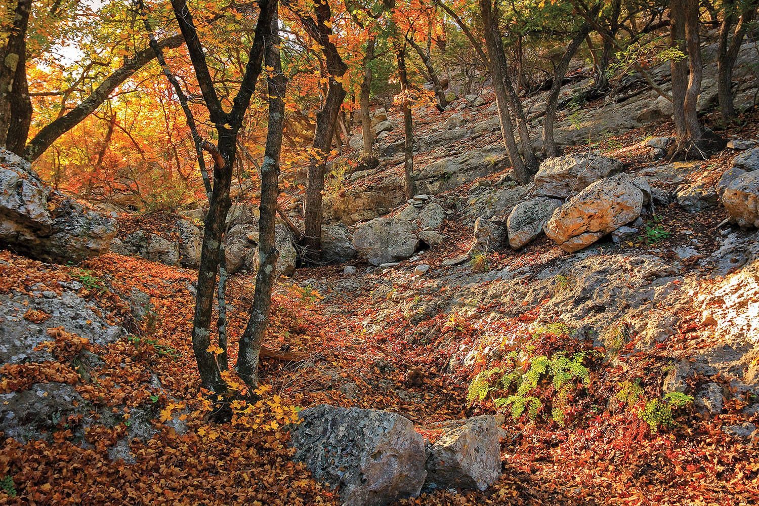 Tall trees with bright orange leaves beneath in a rocky outdoor scene